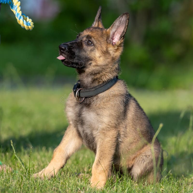sable colored dog