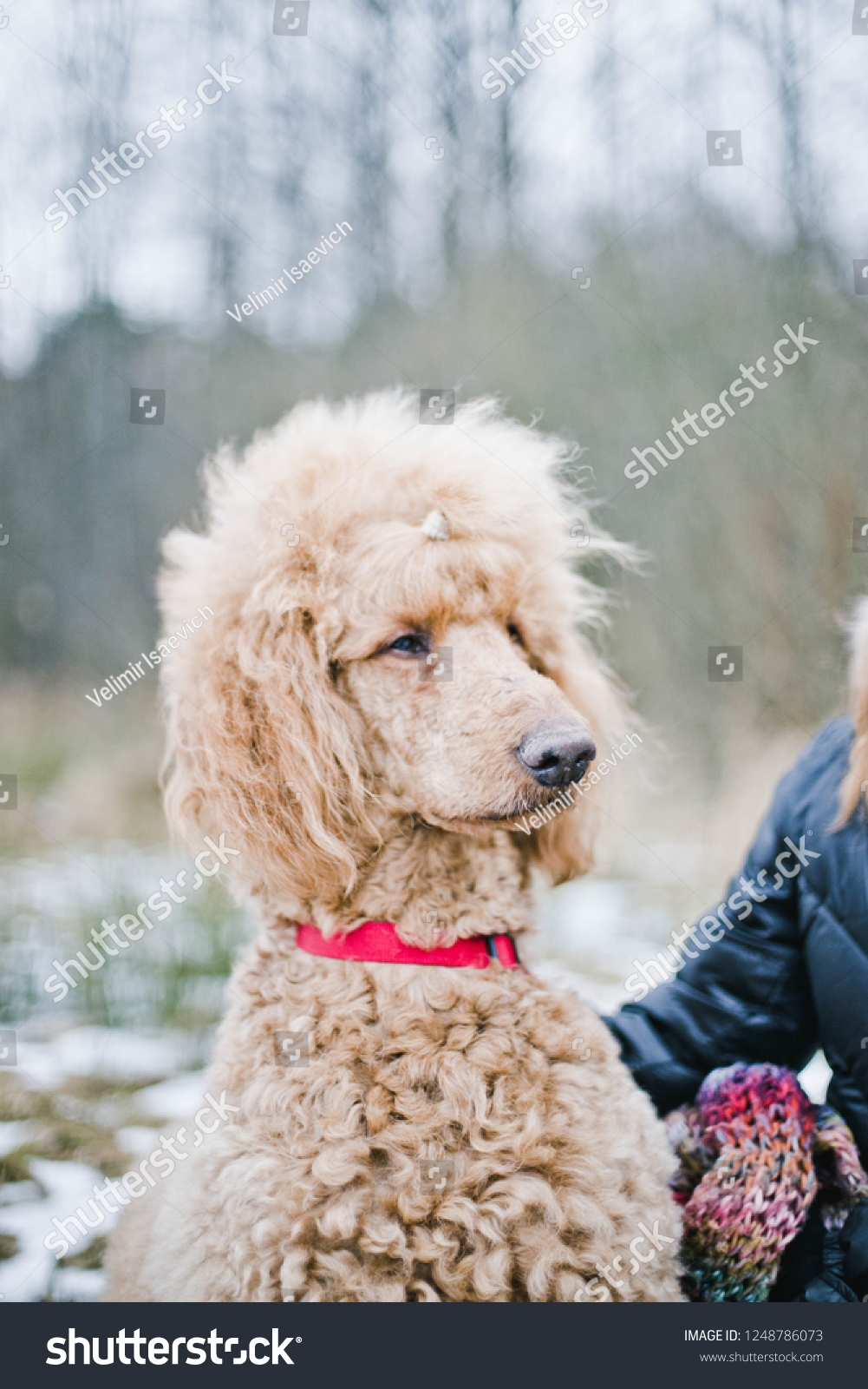 Dog Royal Standard Poodle Apricot Color Stock Photo 1248786073 