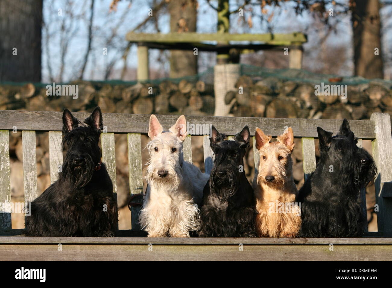Dog Scottish Terrier Scottie Five Adults Different Colors Sitting On A Bench Stock Photo Alamy
