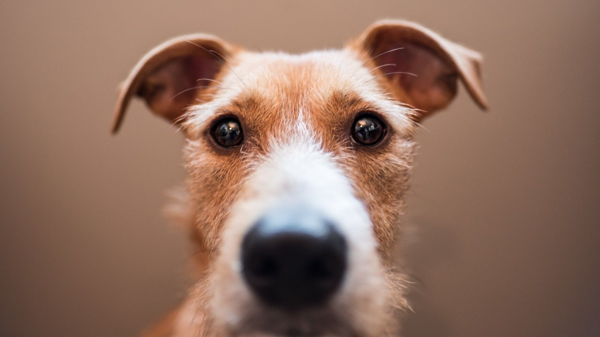 Dog Vision What Colors Can Dogs See Live Science