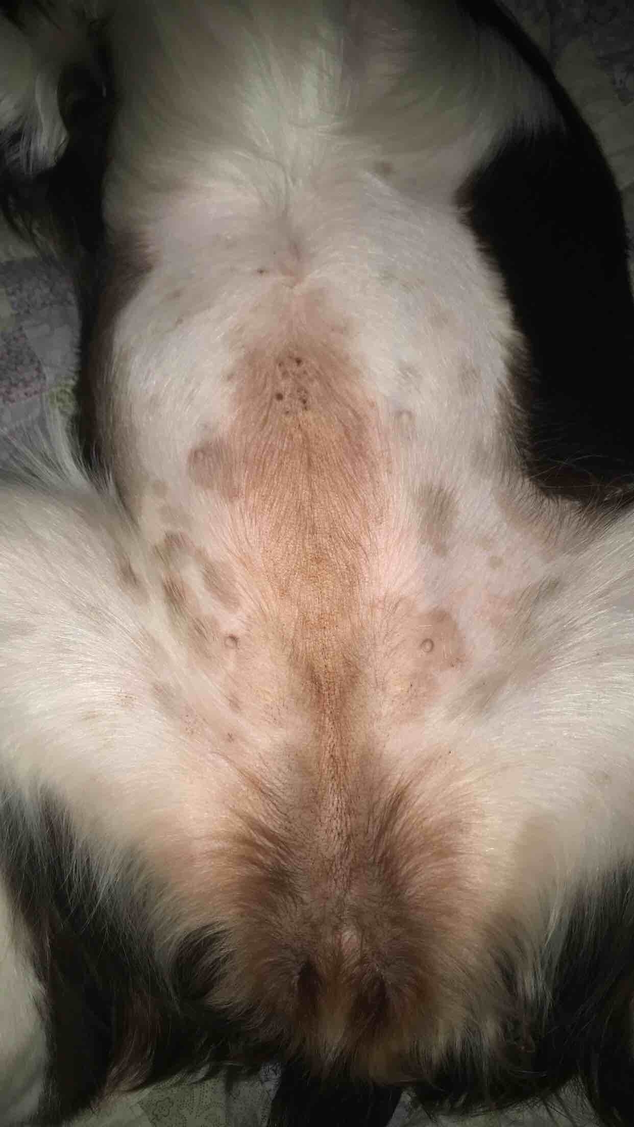 Dogs Fur Turning Red Clearance