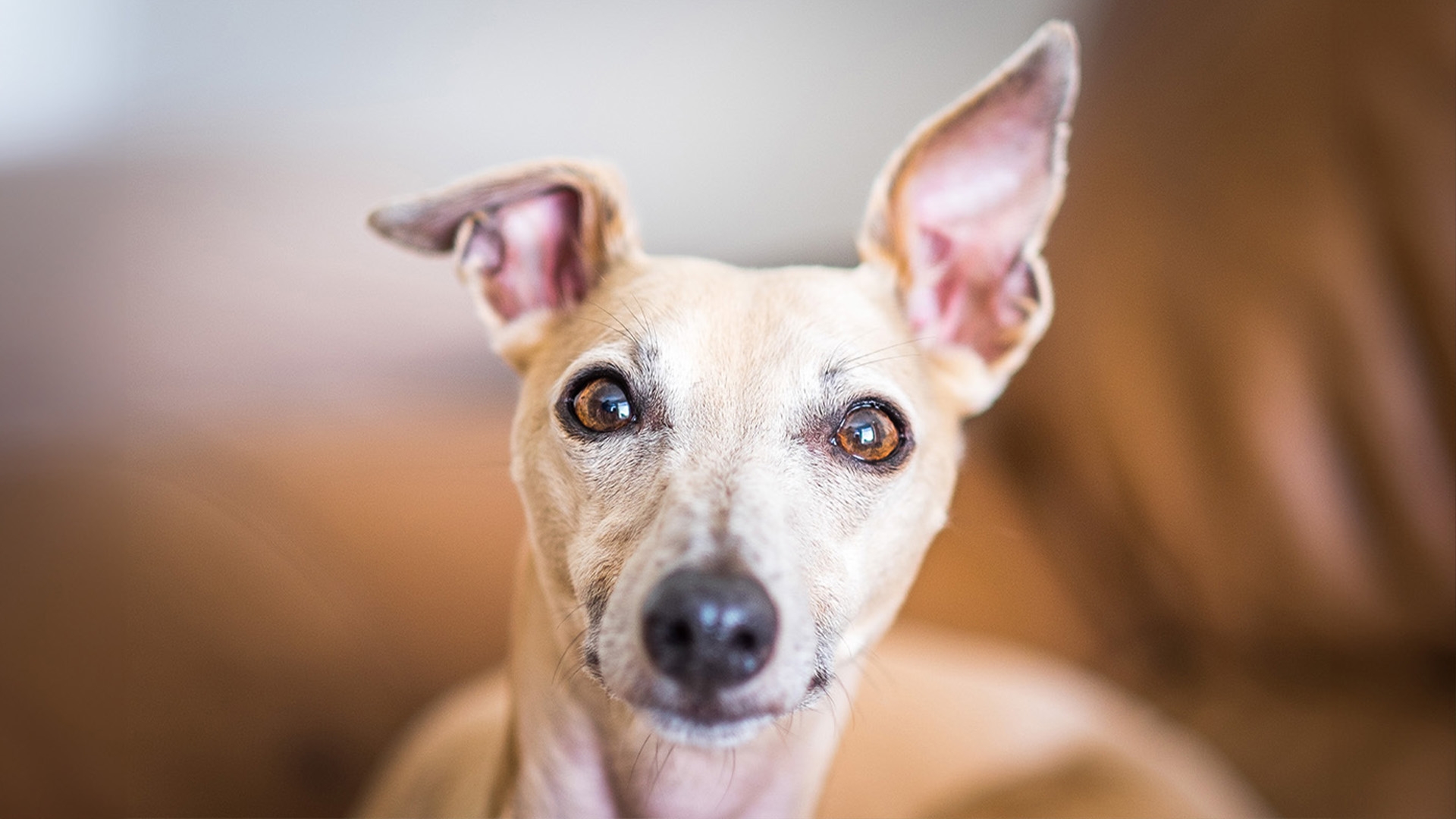 Dogs Have A Favorite Color According To New Research PetsRadar