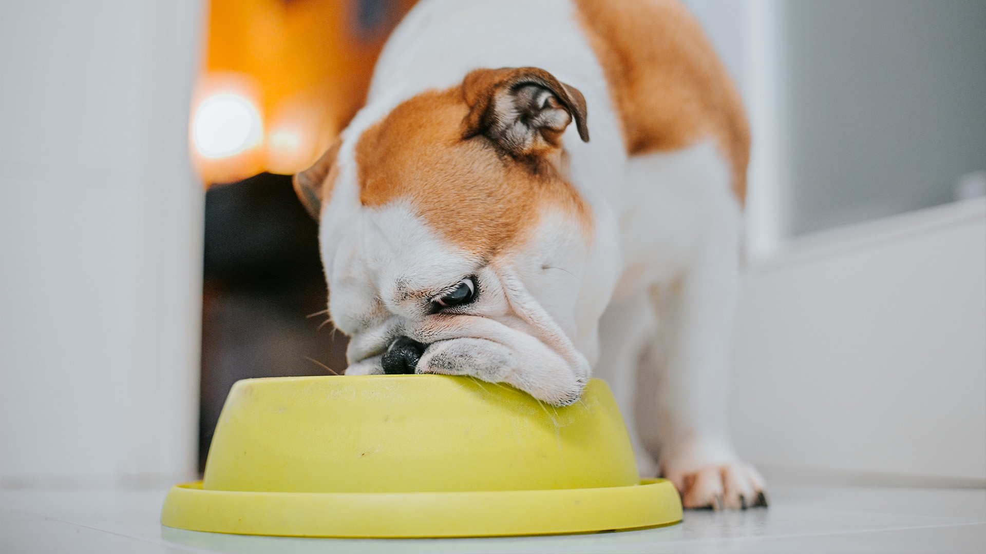 Dogs Have A Favorite Color According To New Research PetsRadar
