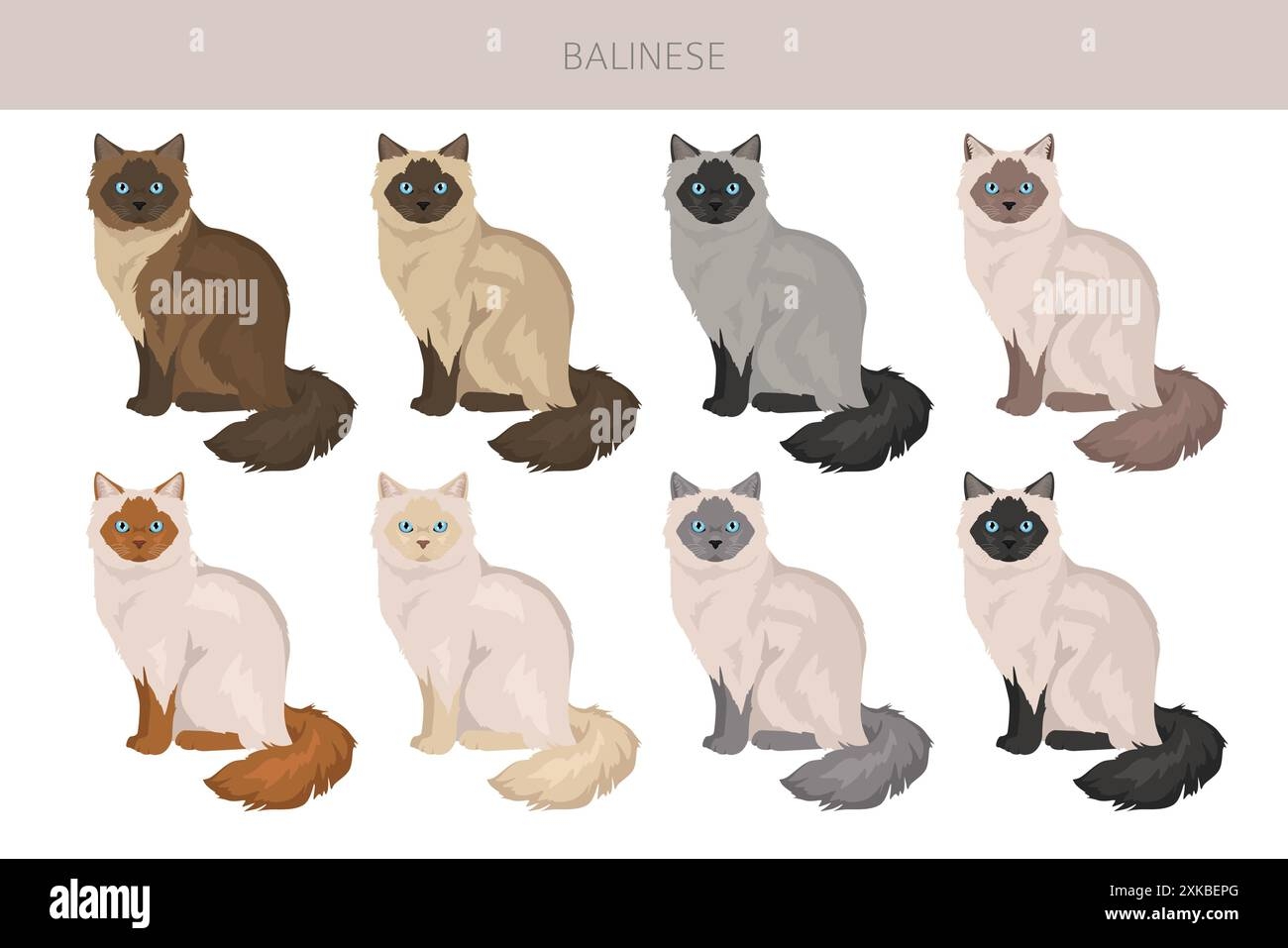 Domestic Cat Balinese Seal Point Hi res Stock Photography And 