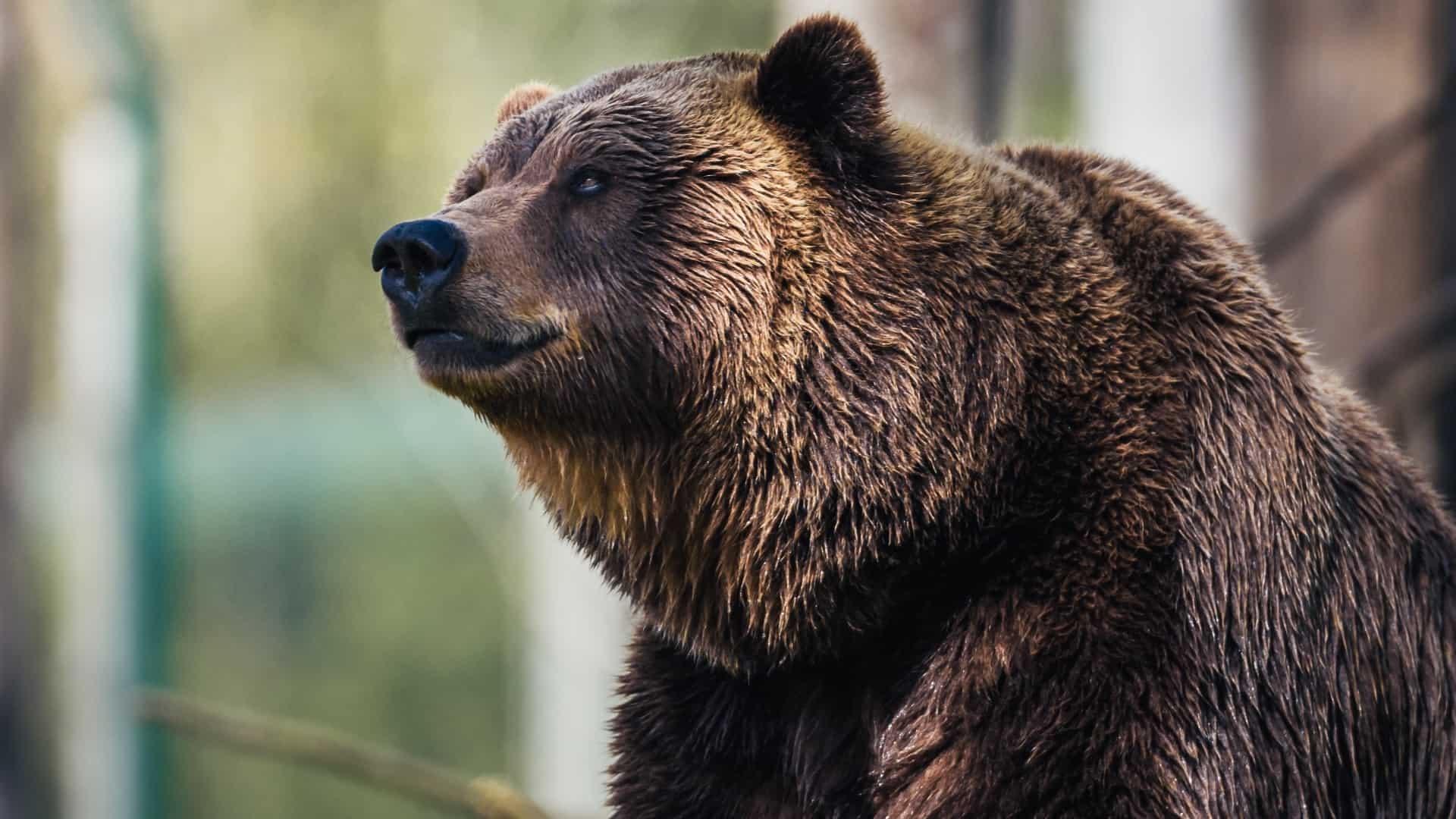 Easy Bear Safety For Hikers And Campers HikingGuy