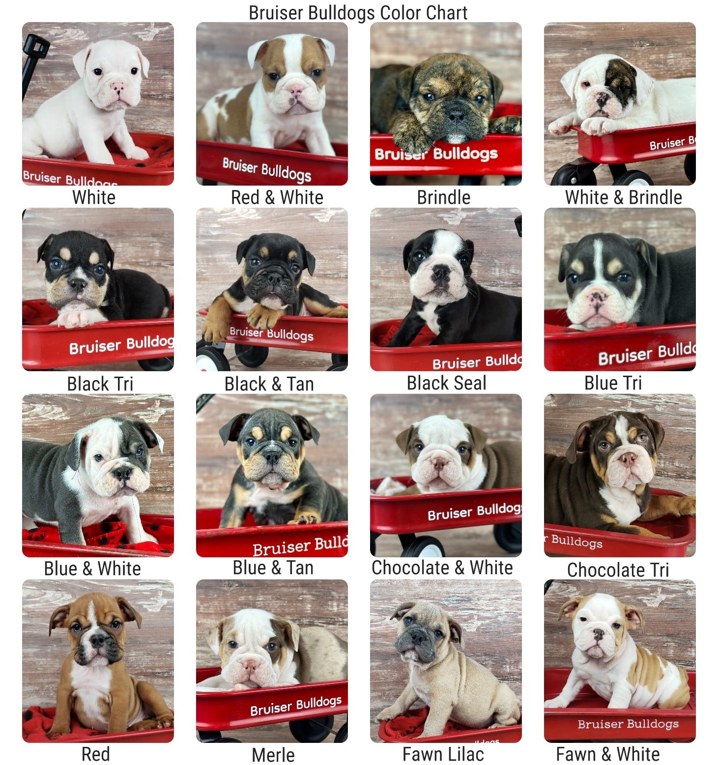 tri color dog chart