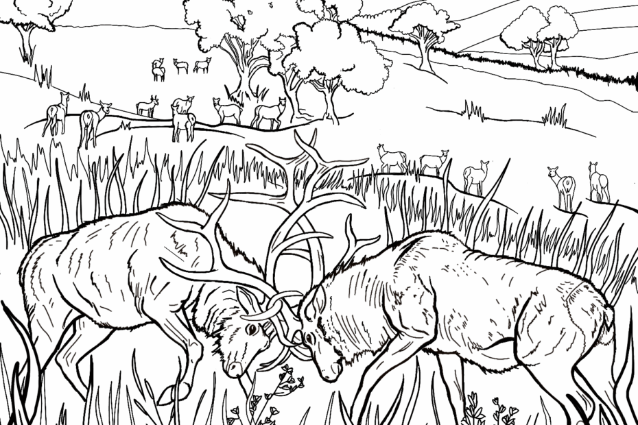 FallColoringChallenge Redwood National And State Parks U S