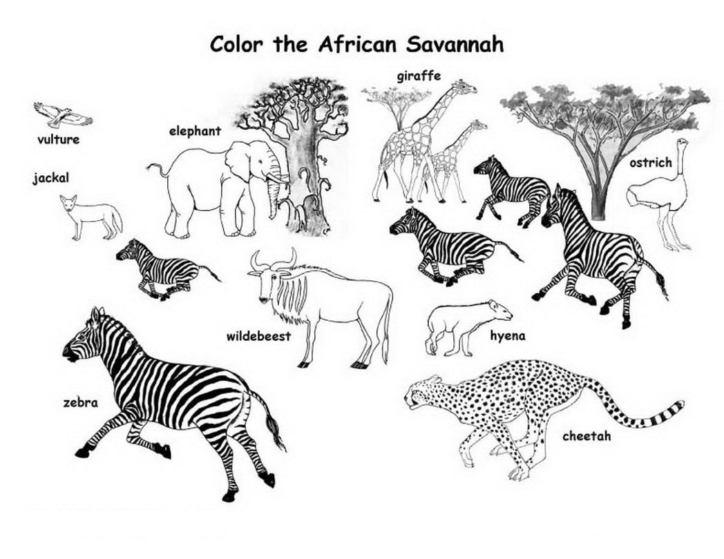 Free African Animals Coloring Pages Pdf ColoringFile