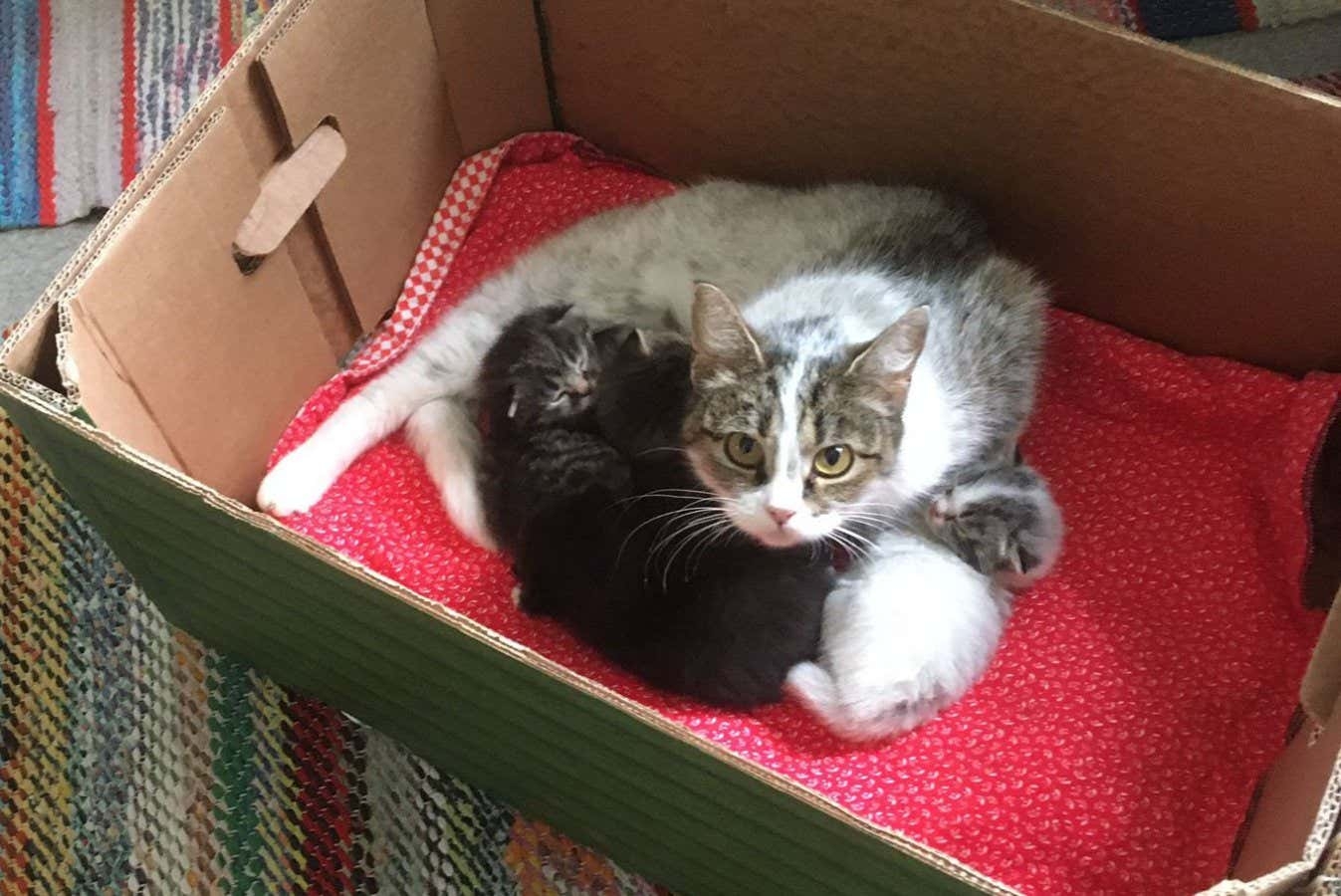 Genetic Mutation Gives Cats A salty Liquorice Coat Colour New 