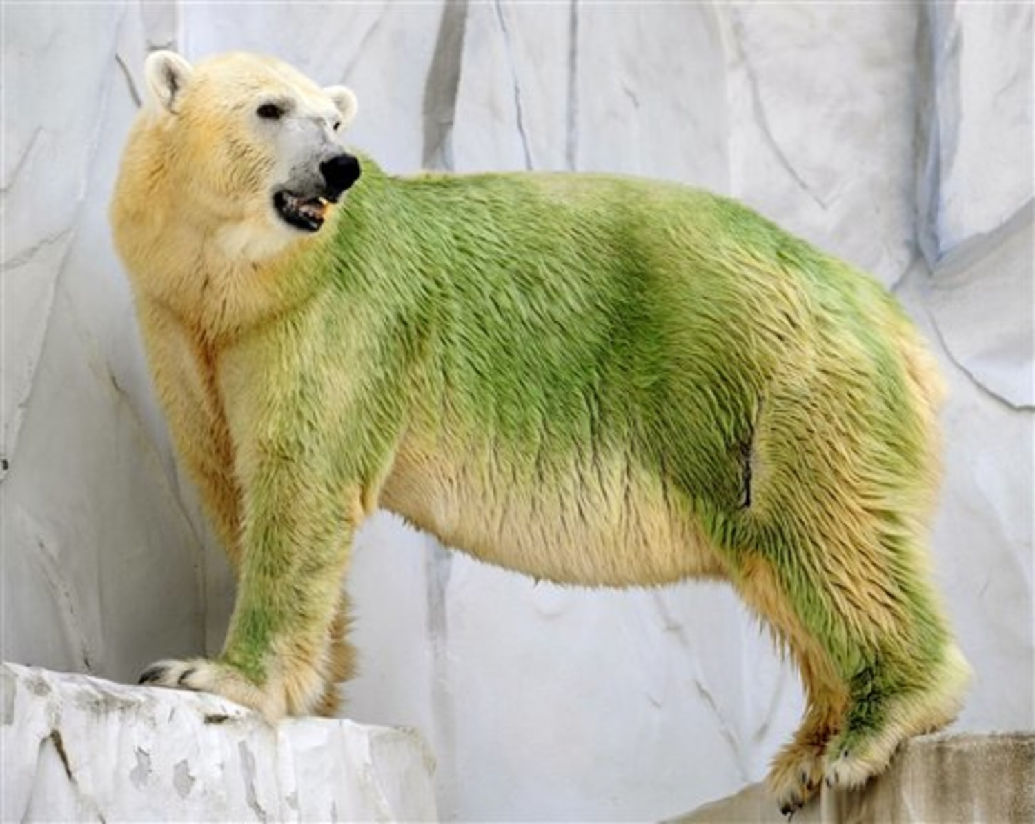 color of polar bear skin