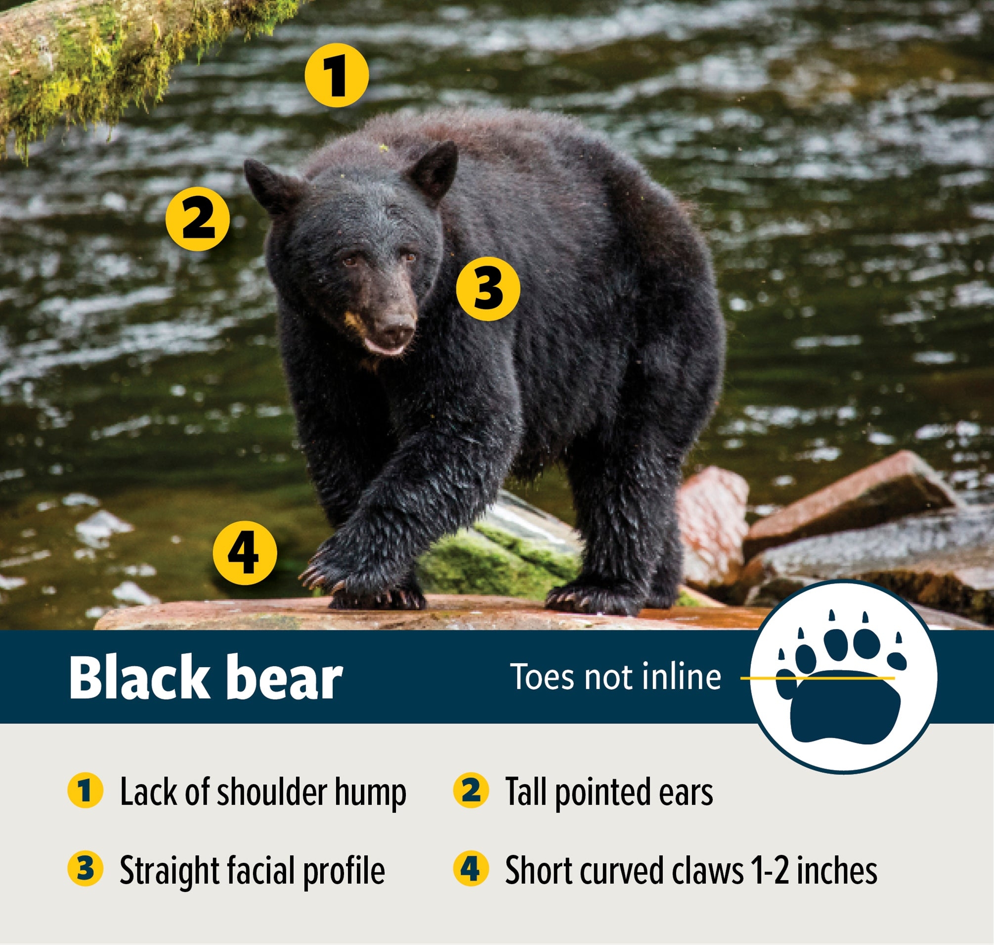 bear rules by color