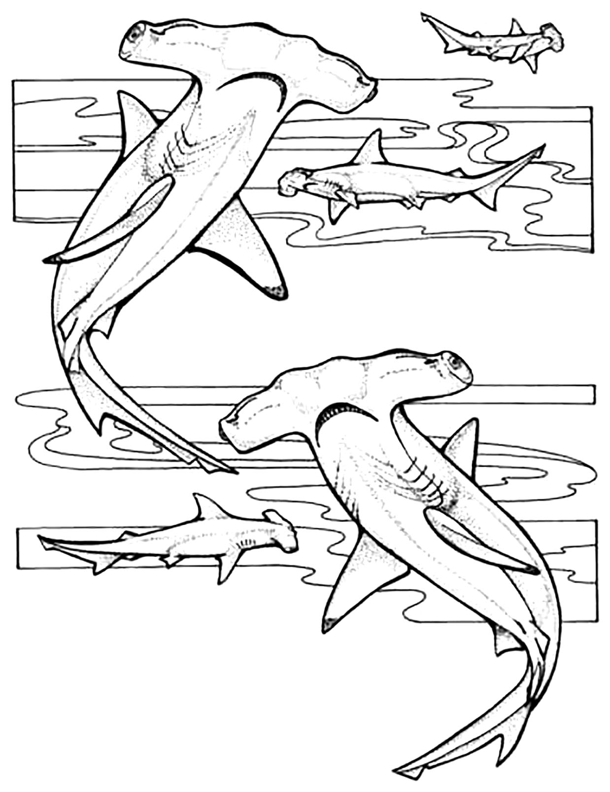Hammerhead Sharks Shark Coloring Pages