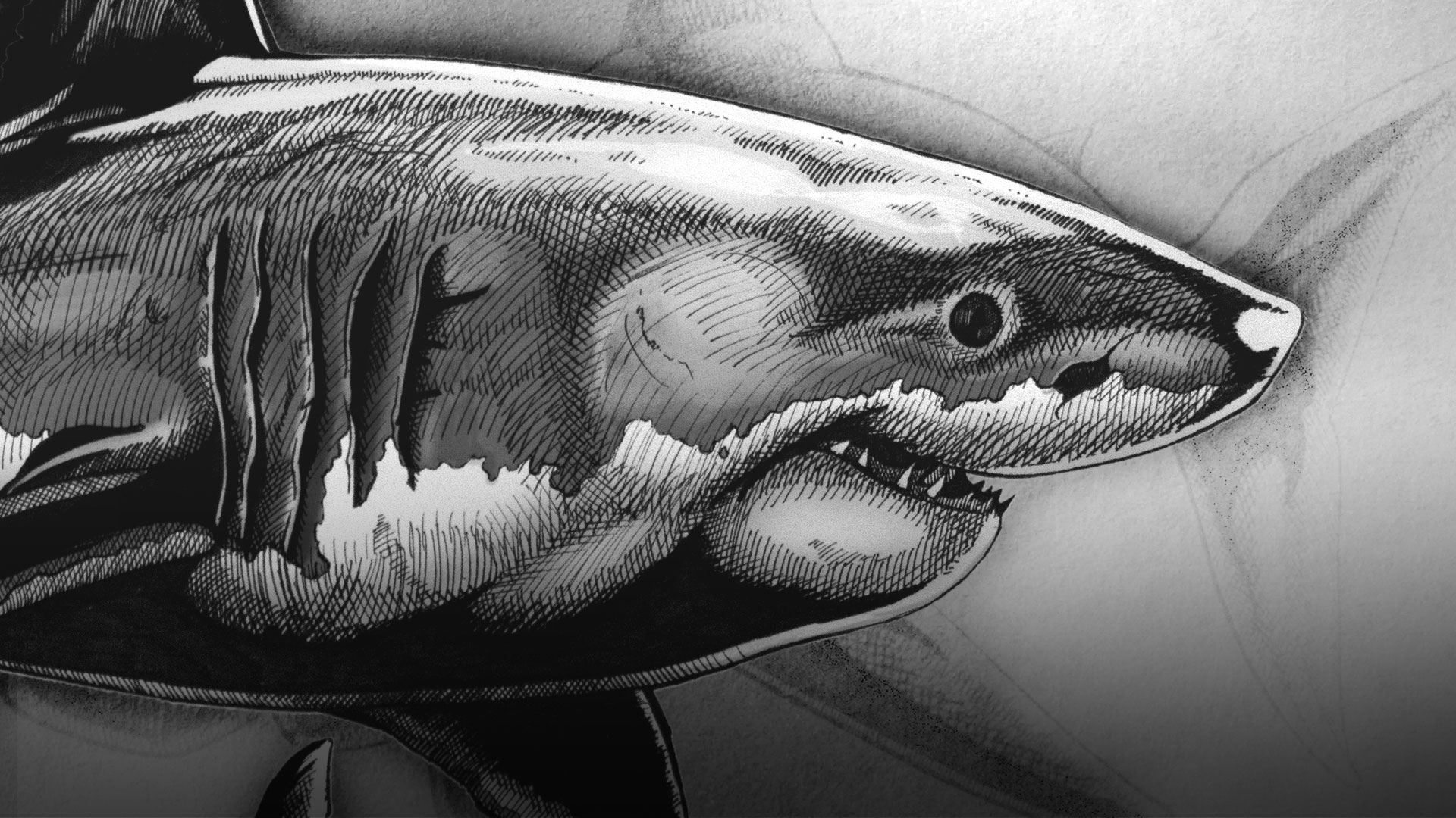 shark drawing one color