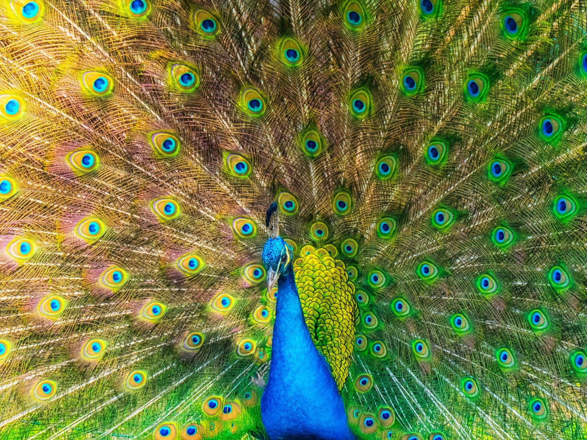 How Color Vision Came To The Animals WIRED