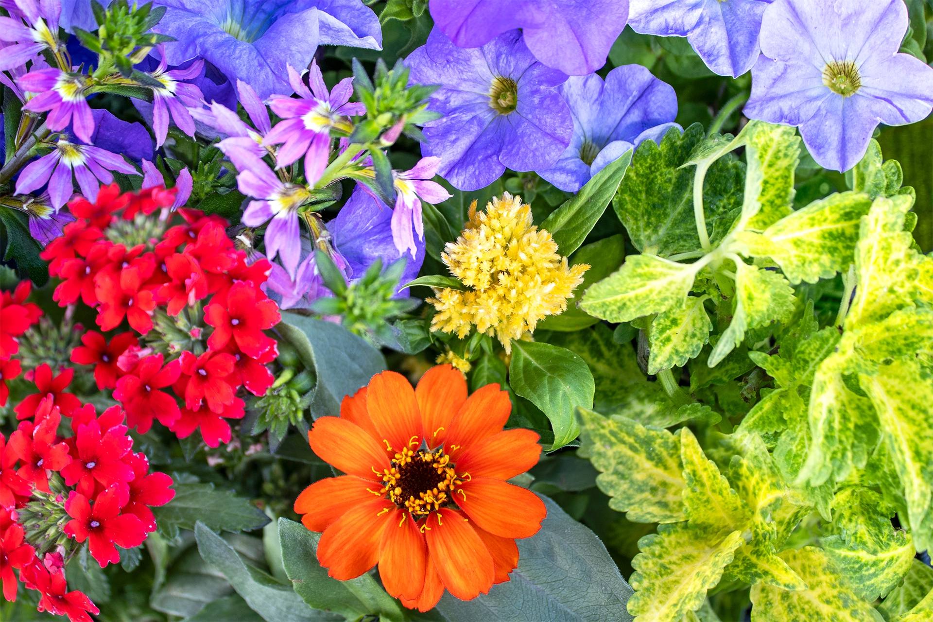 How Plants Get Their Colors Moana Nursery