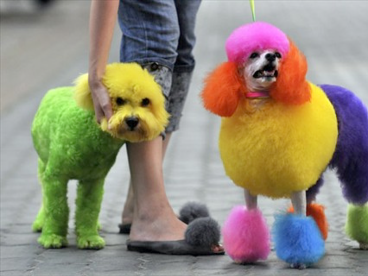 How To Dye Your Dog s Hair At Home Using Kool Aid PetHelpful