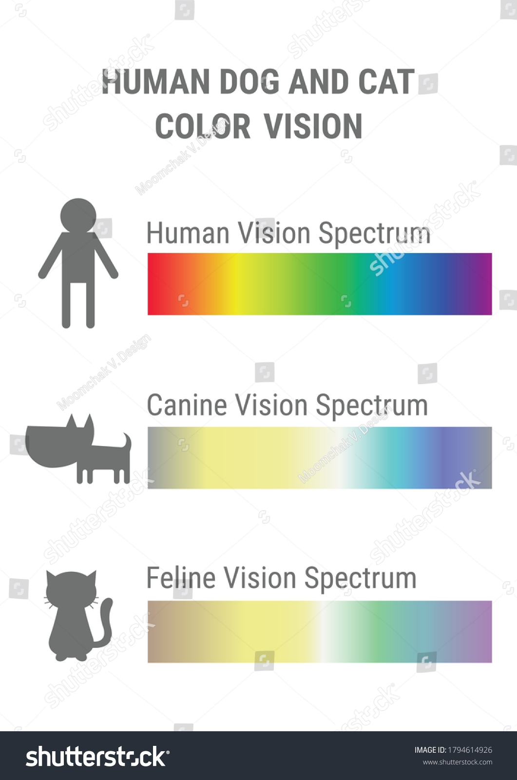 Human Dog Cat Vision Spectrum Infographics Stock Vector Royalty Free 1794614926 Shutterstock