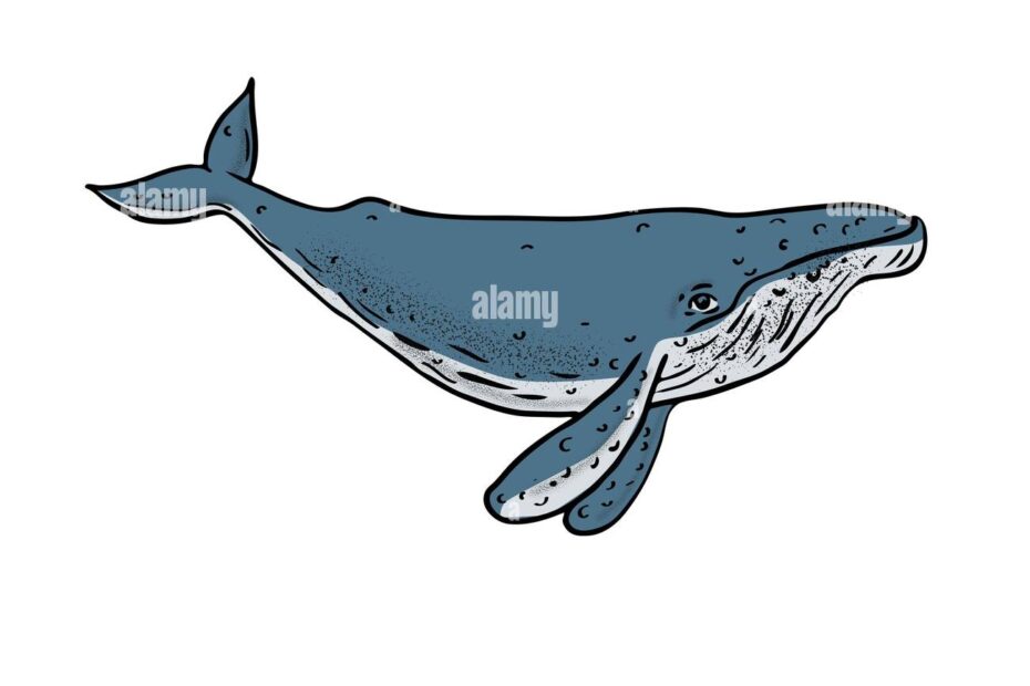 Humpback Whale Color Drawing Stock Photo Alamy