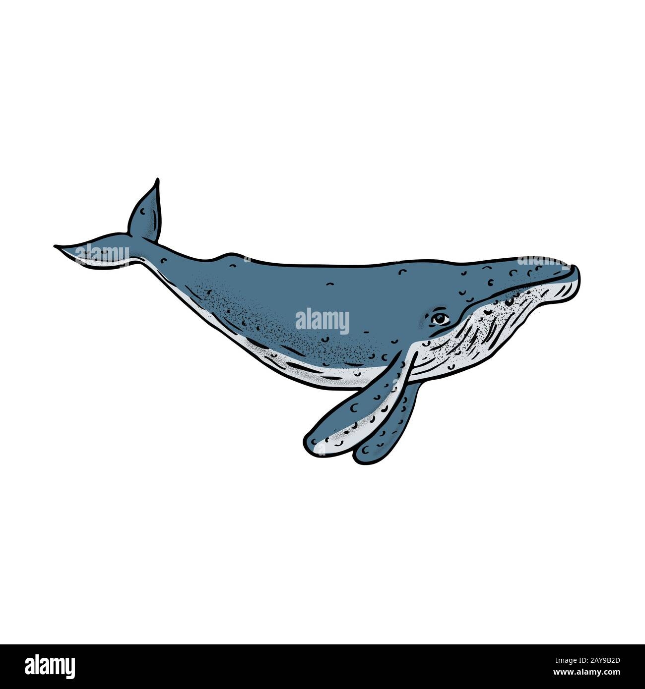 Humpback Whale Color Drawing Stock Photo Alamy