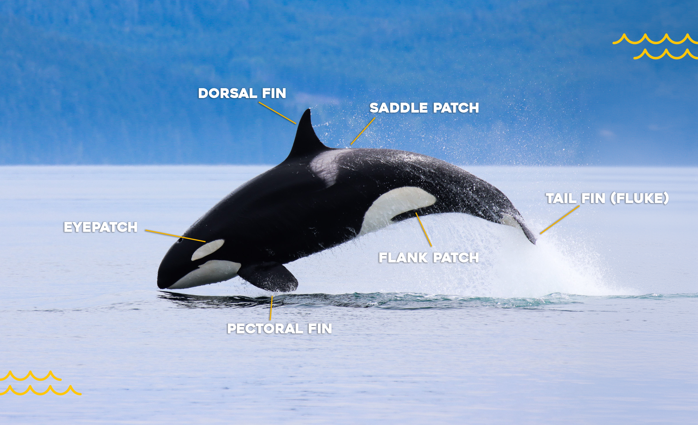 Killer Whales Distinctive Characteristics Prince Of Whales