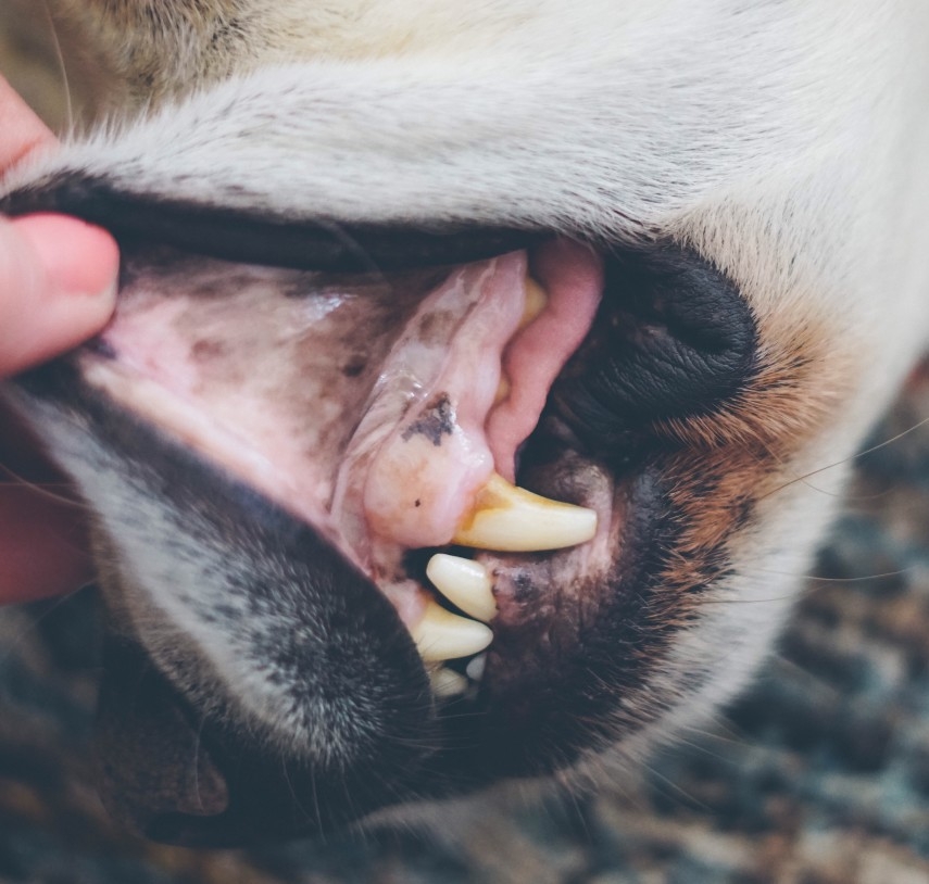 Know What Is Normal Gum Colour And Appearance For Your Dog GENRIC Pet Insurance