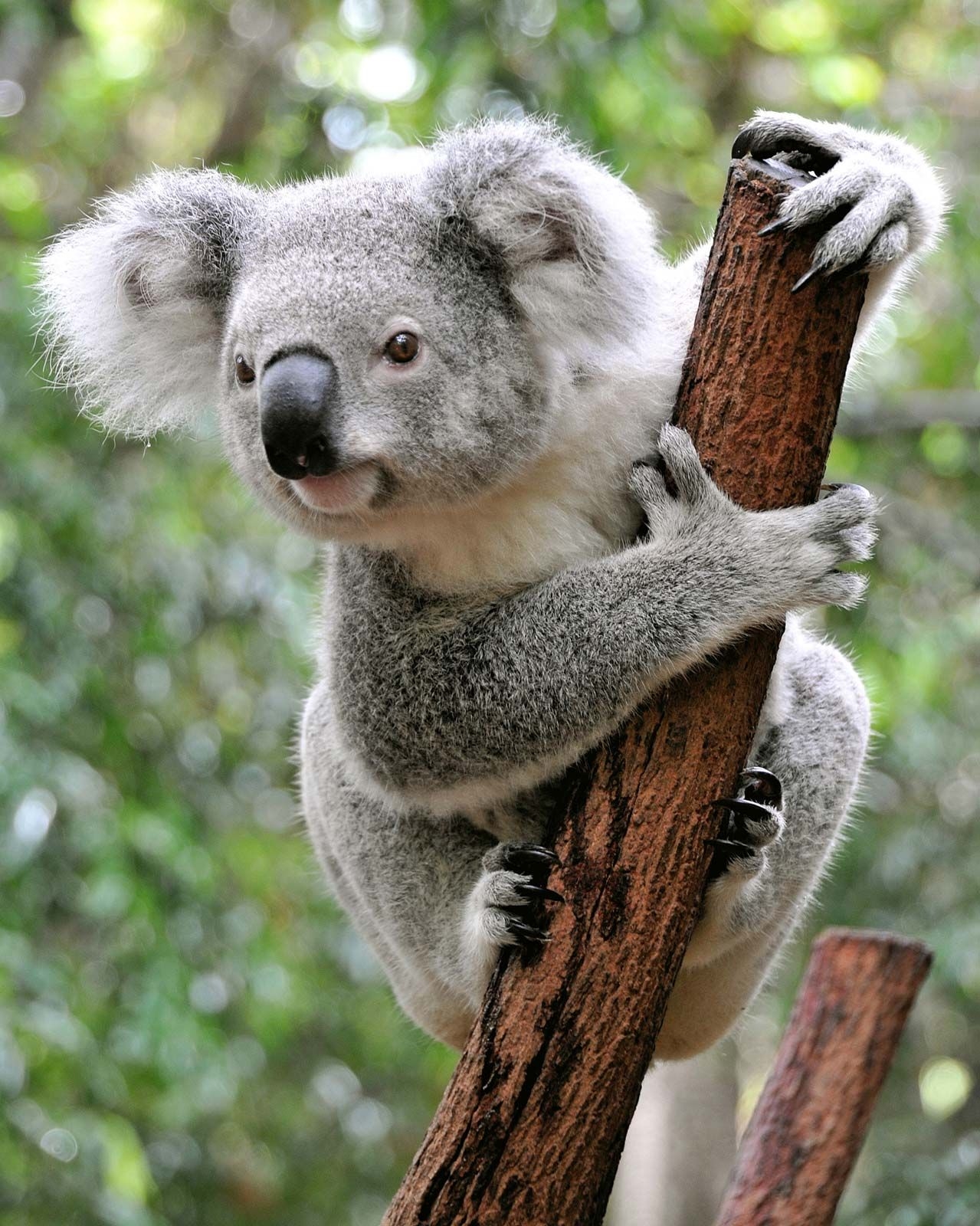 Koala Appearance Diet Habitat U0026 Facts Britannica