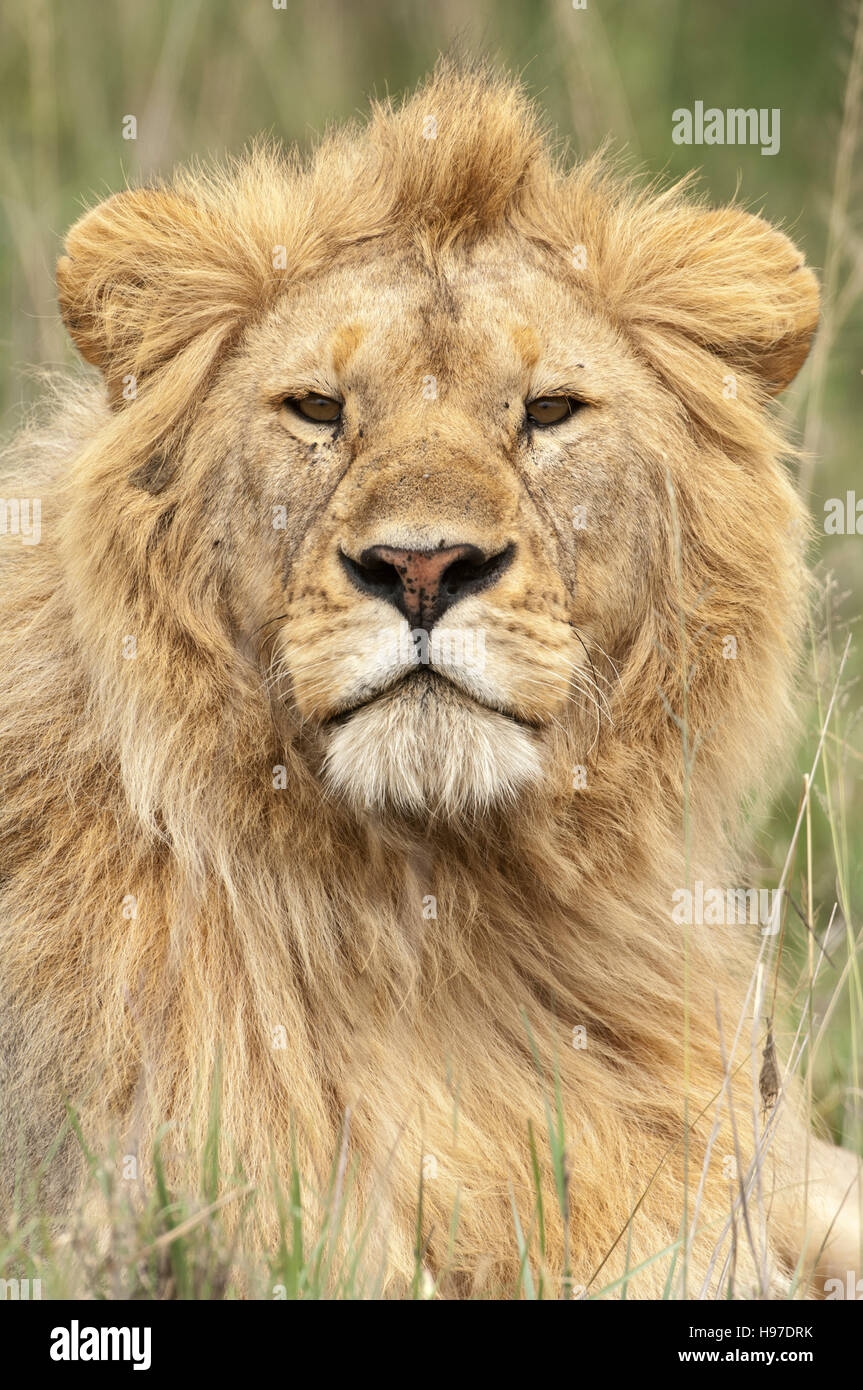 Male Lion With A Blond Mane Portrait Panthera Leo Serengeti 