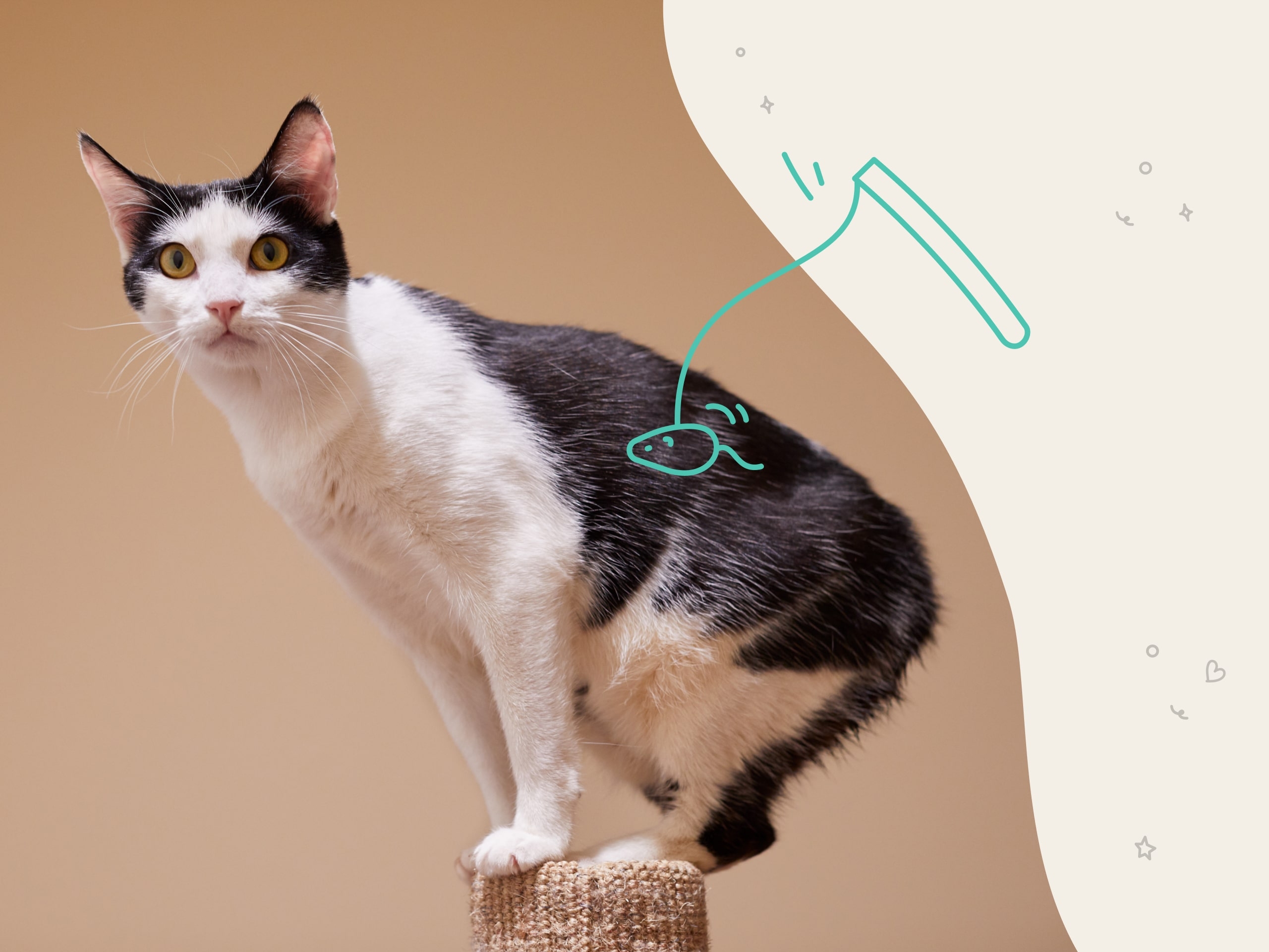 Manx Cat Breeders Clearance