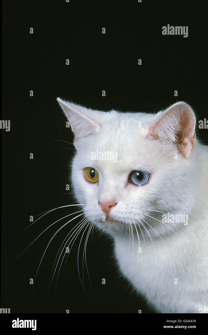 Manx Domestic Cat Tailless Breed Portrait With Different Colors Eyes Stock Photo Alamy