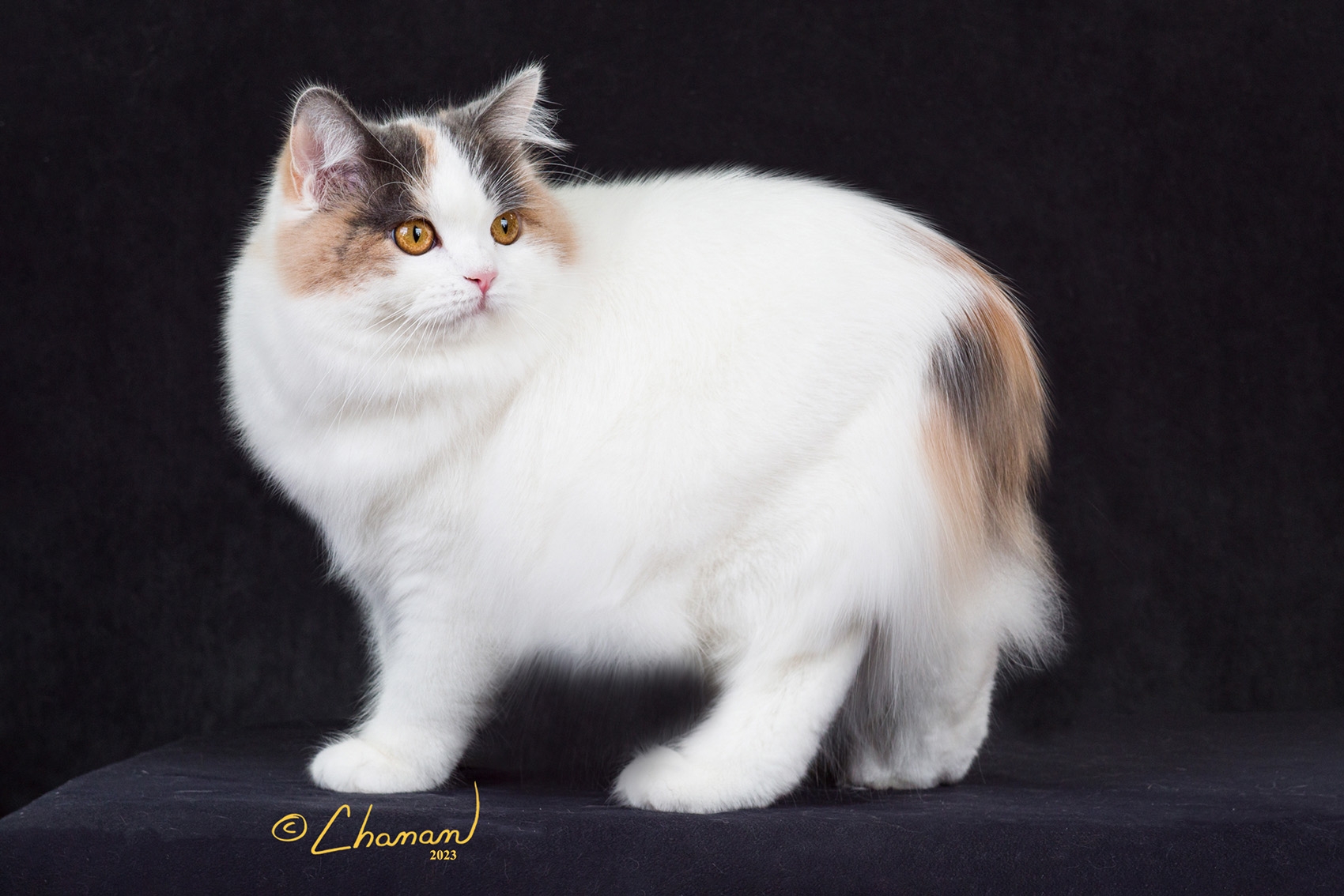 manx cat colors
