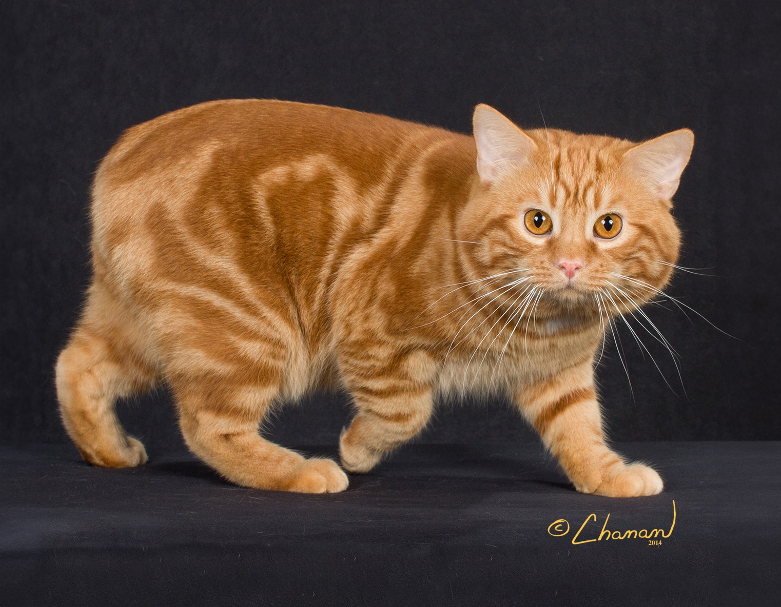 Manx The Cat Fanciers Association
