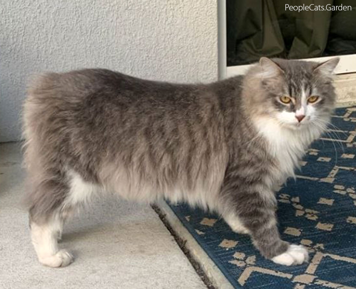 Manx The Tailless Cat