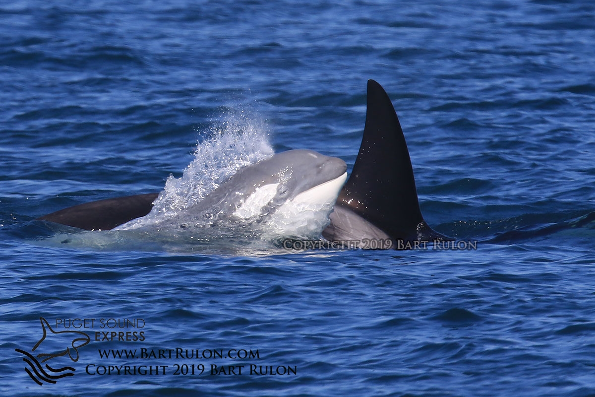 Meet The White or Gray Killer Whale Puget Sound Express