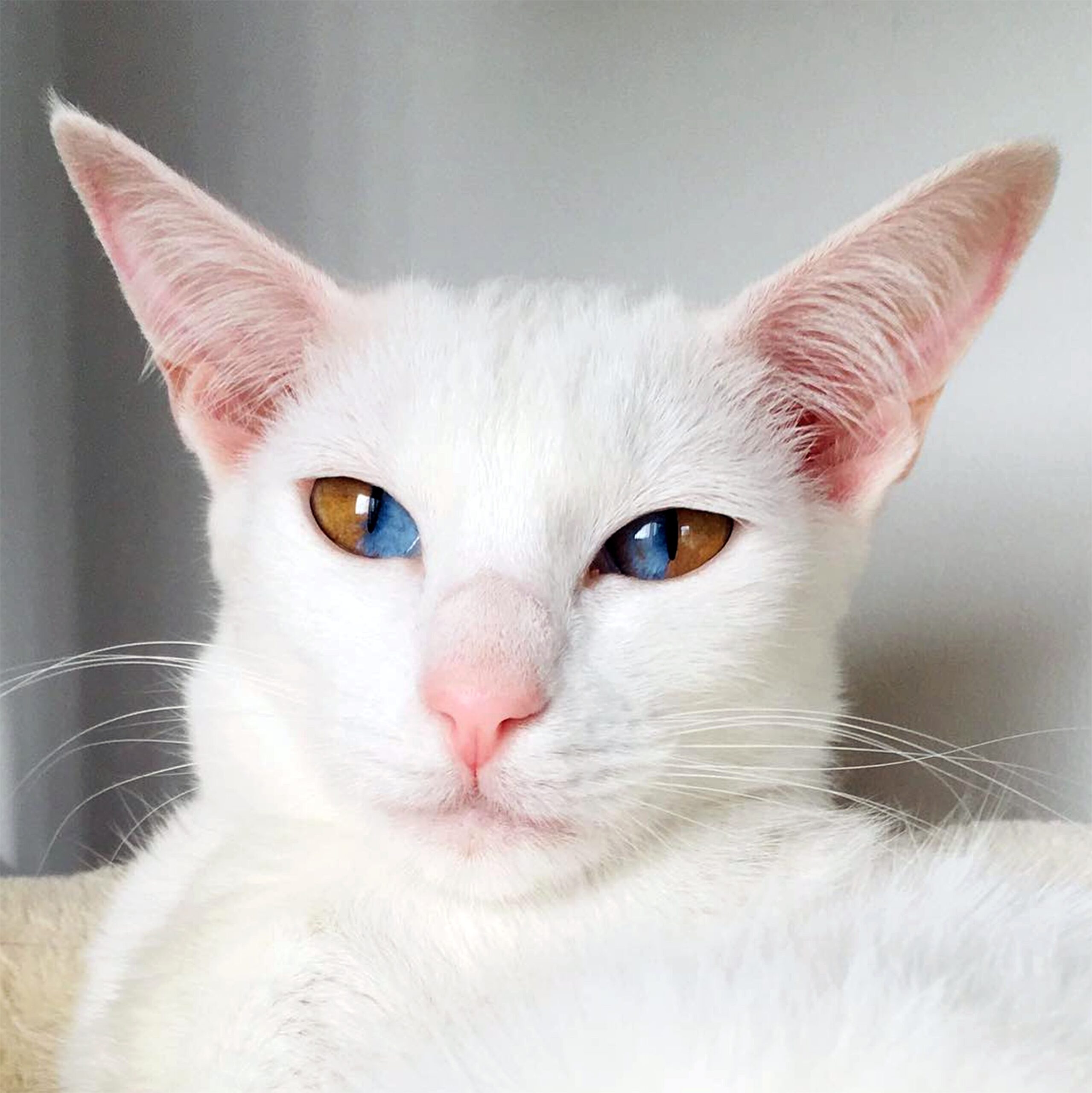 Meet This Stunning White Cat With Rare Genetic Condition That Has Striking Two Colored Eyes The Epoch Times