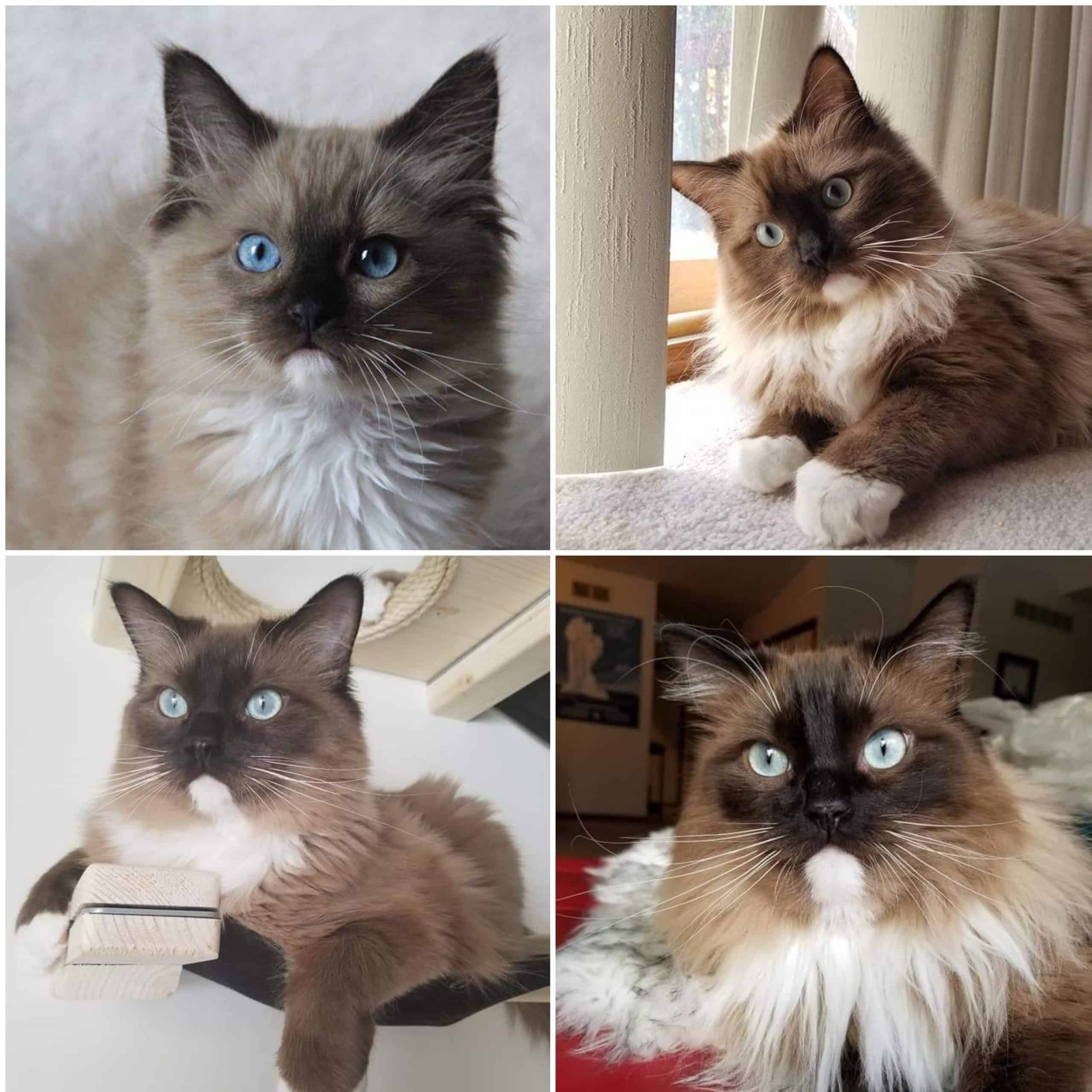 ragdoll cat colors