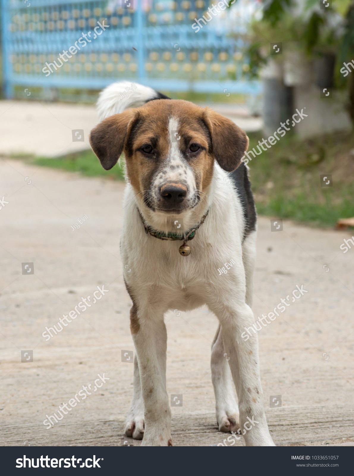 Mixed Dog Breeds Multiple Color Black Stock Photo 1033651057 