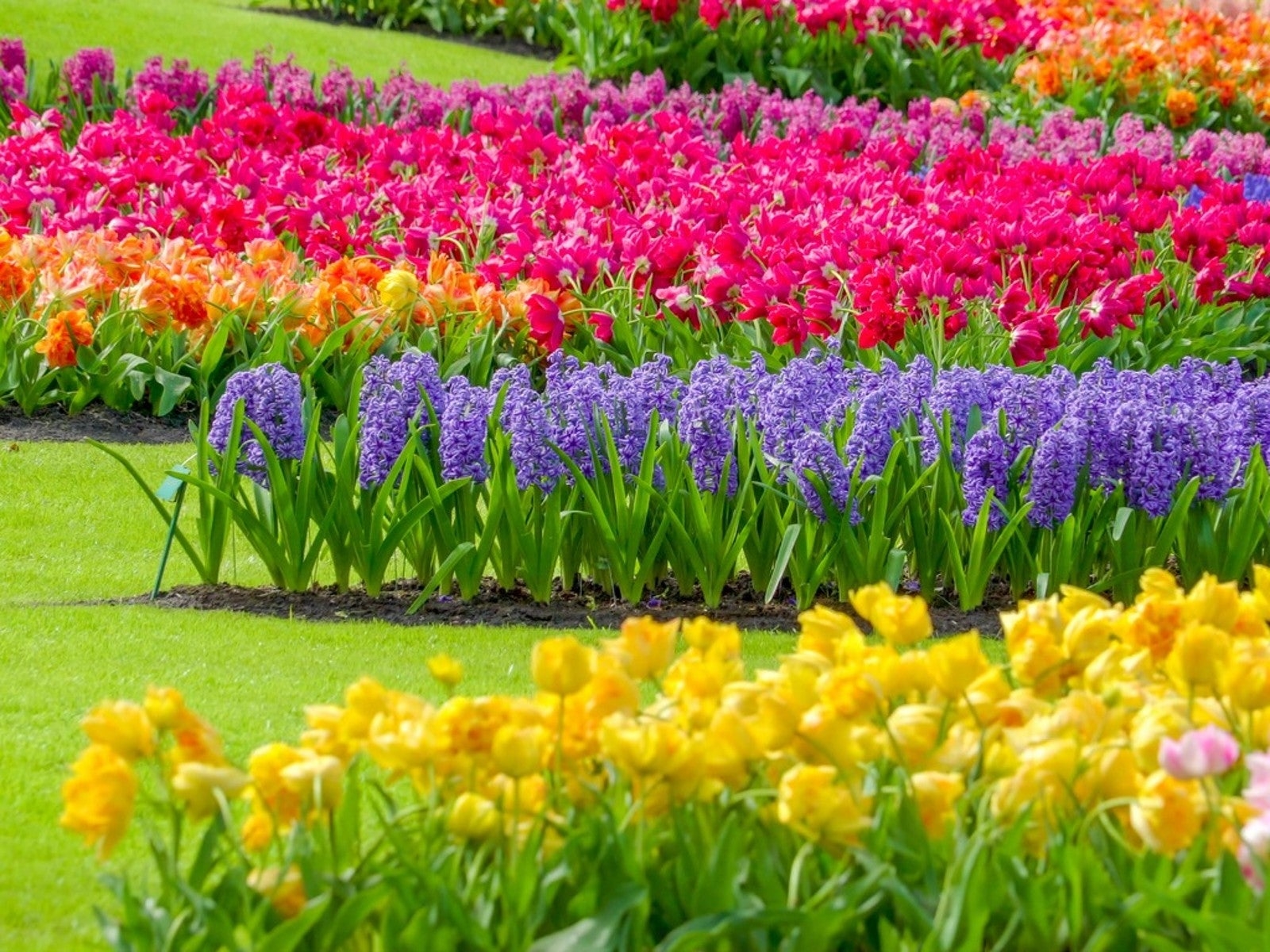 Most And Least Common Flower Colors In Nature Gardening Know How