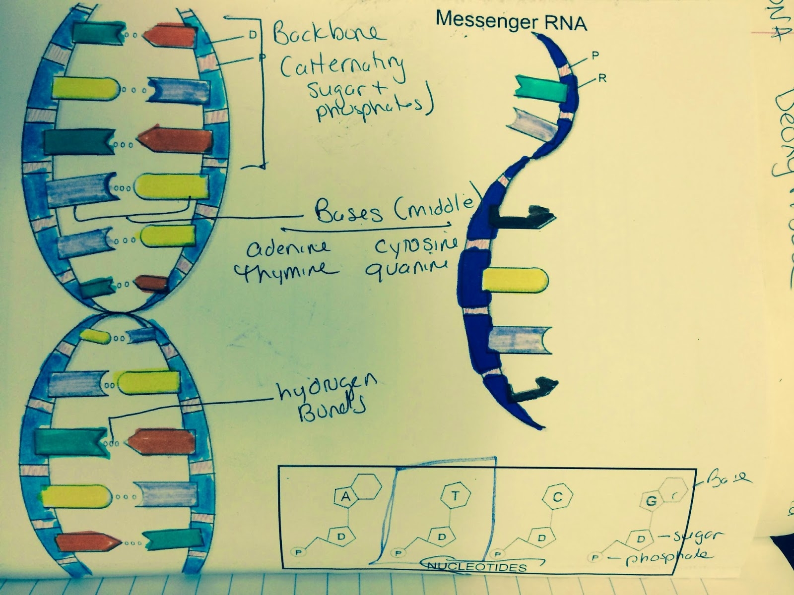 dna replication coloring worksheet
