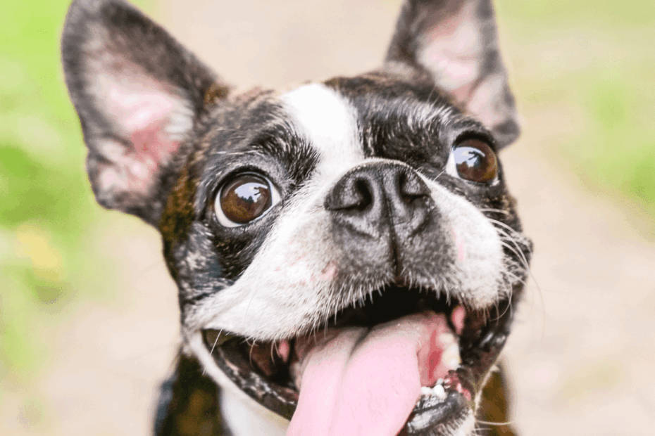 My Dog s Tongue Is Pale Should I Worry HubPages