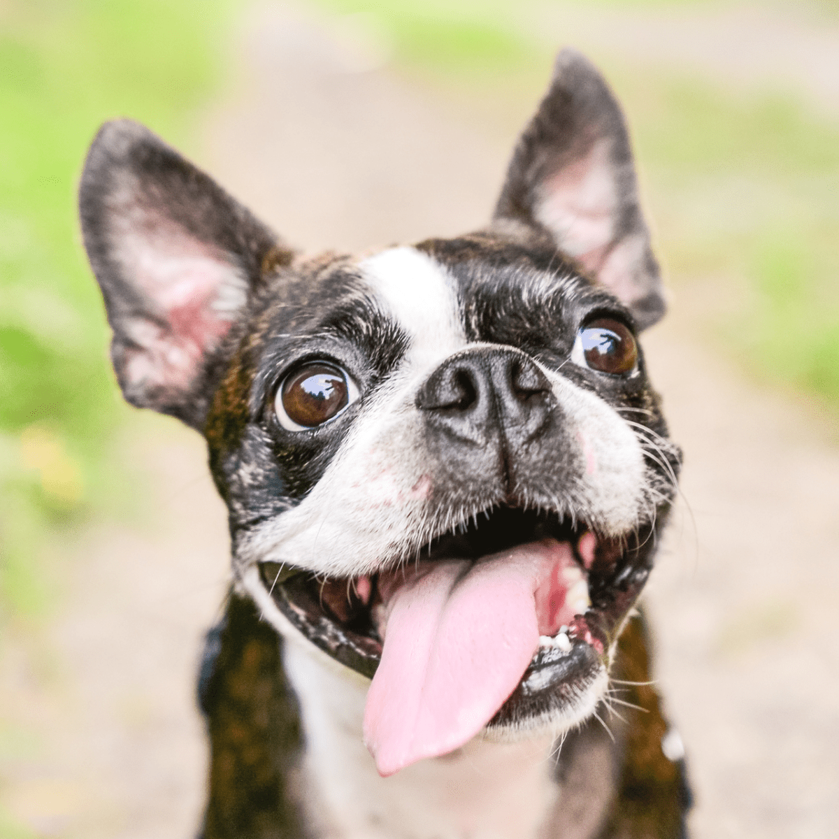 My Dog s Tongue Is Pale Should I Worry HubPages