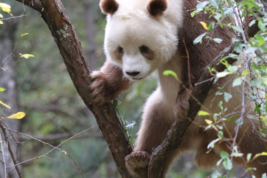 Not Always Black And White The BROWN Panda Pandas International