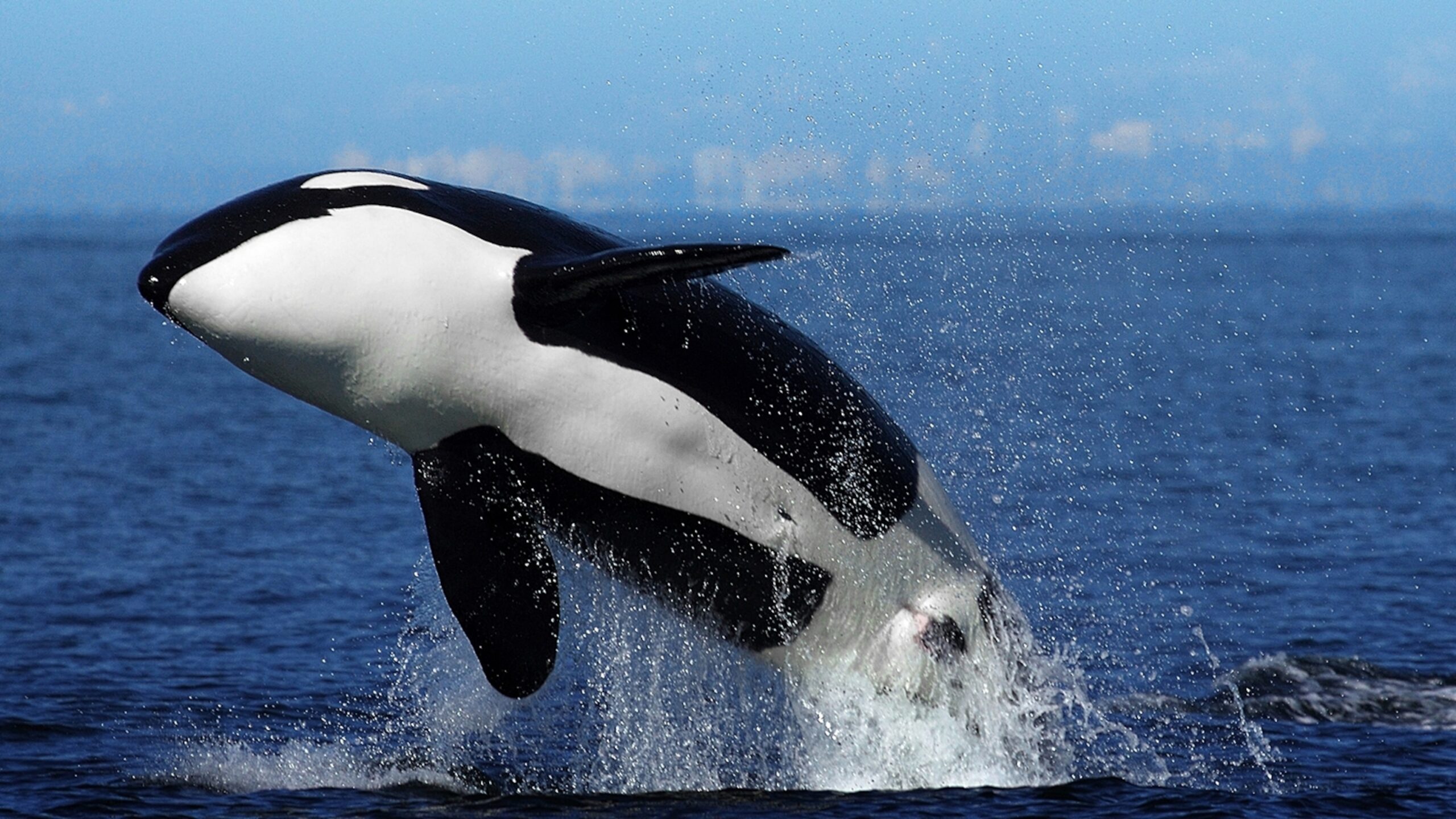 Orca National Geographic Kids