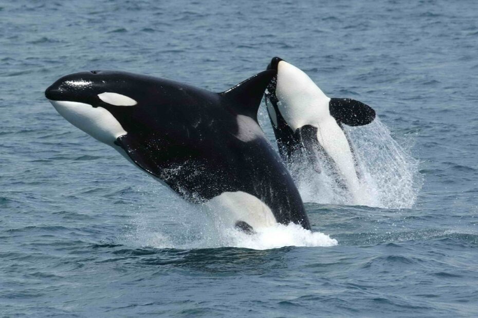 Orca Wikipedia