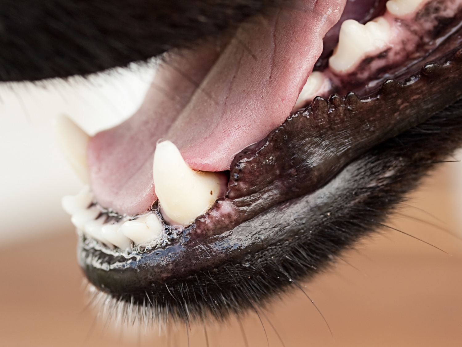 dog gum color
