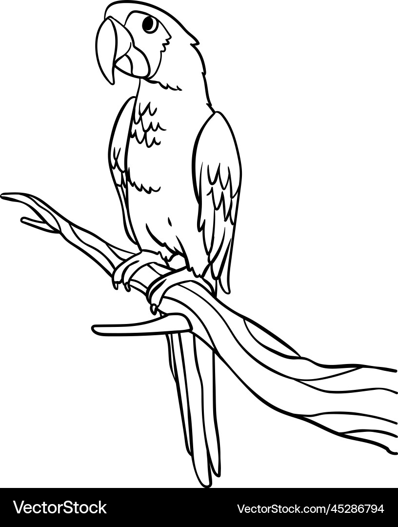 Parrot Isolated Coloring Page For Kids Royalty Free Vector