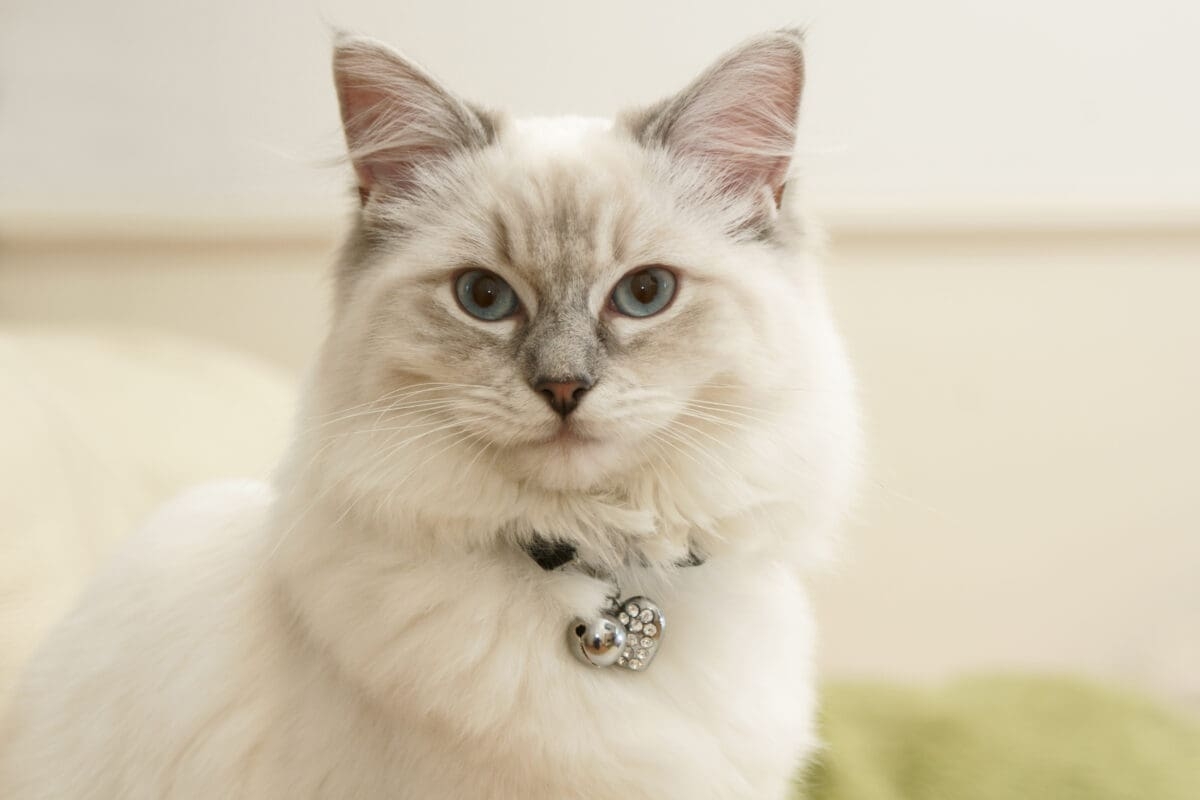 ragdoll cat colors and patterns