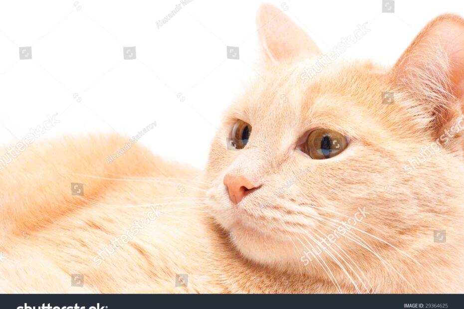 Peach Colored Cat Isolated On White Foto Stok 29364625 Shutterstock