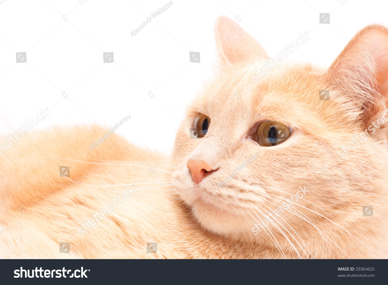 Peach Colored Cat Isolated On White Foto Stok 29364625 Shutterstock