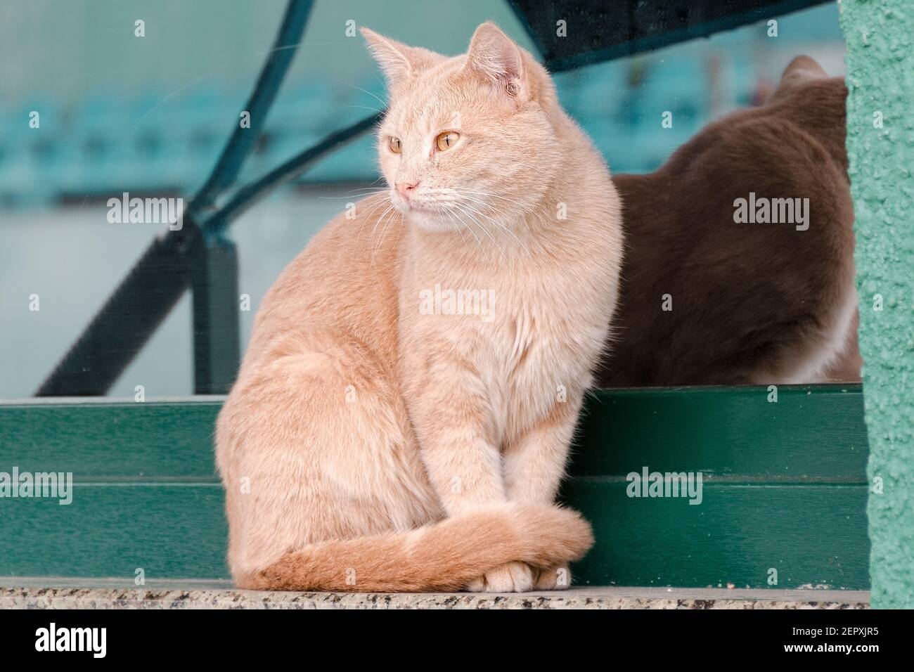 Peach Colored Cat Sits On The Windowsill And Waits Sweet Street Cat Stock Photo Alamy