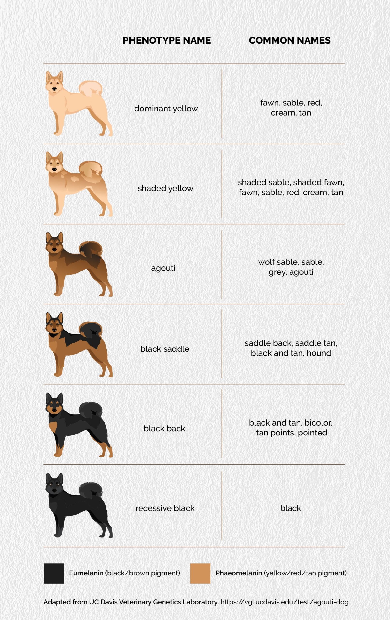 Peculiar Pet Facts Dog Coat Patterns Are No Accident Diamond Pet Foods